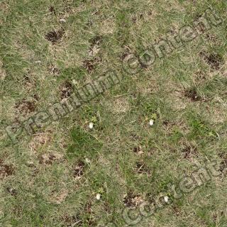High Resolution Seamless Grass Texture 0003